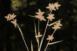 Dwarf umbrella-sedge